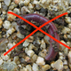 Earthworms may not seem sexy, but they have sex. Lots of it. Image: Luis Miguel Bugallo Sánchez/Wikimedia Commons